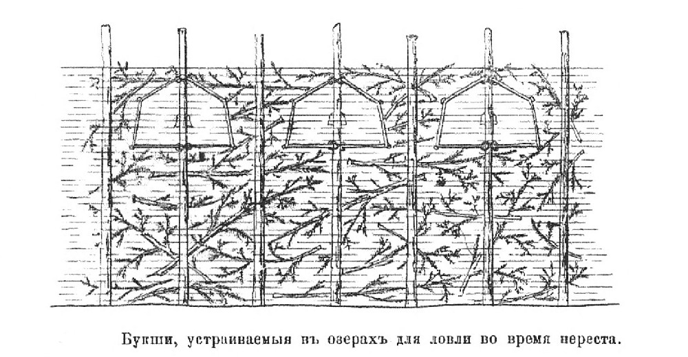 букша гейнеман