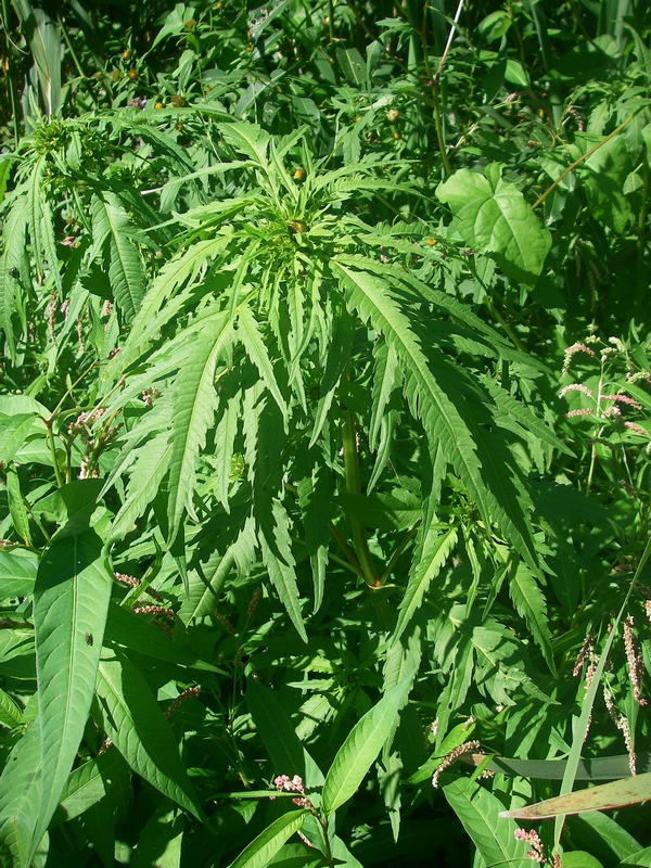 chereda