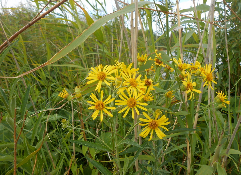 jacobaea paludosa
