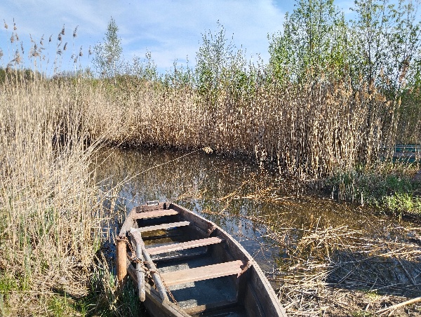 zver 1