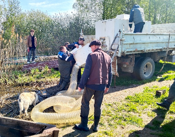Выпуск рыбопосадочного материала в малые озера Псковской области