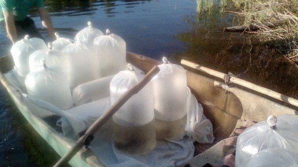 Участие специалиста ПсковНИРО в отборе посадочного материала сига в рамках проведения компенсационных мероприятий